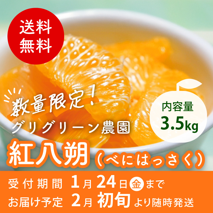 送料無料 数量限定 内容量3.5kg グリグリーン農園 紅八朔 受付期間1月24日金まで お届け予定 2月初旬より随時発送