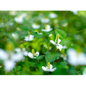 野草茶房 どくだみ茶 ティーバッグ　3袋セット